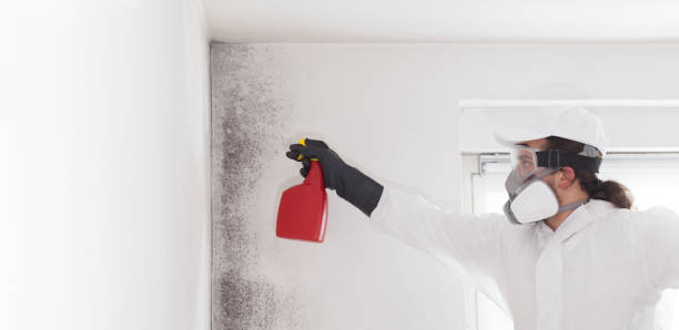 Best Post-Flood Mold Remediation in Miamisburg, OH